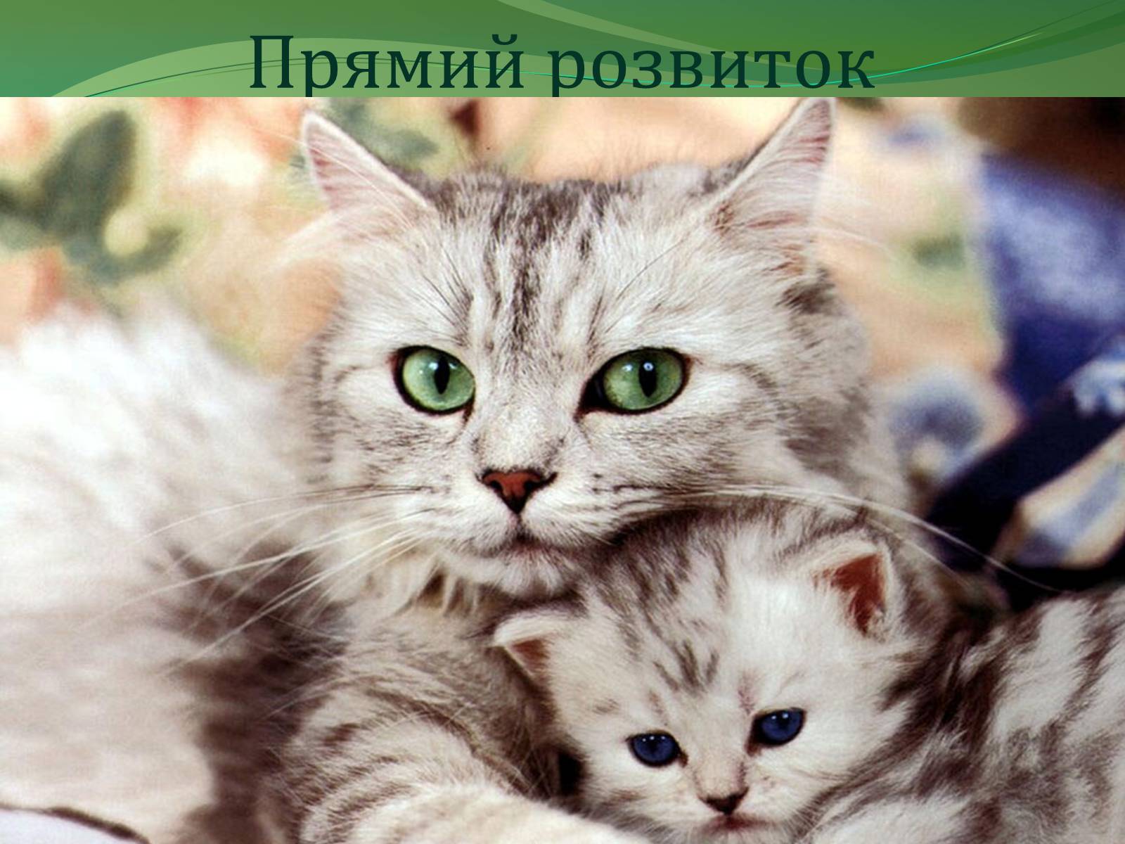 Презентація на тему «Етапи індивідуального розвитку організмів» - Слайд #17 Презентація на тему «Етапи індивідуального розвитку організмів» - Слайд #17