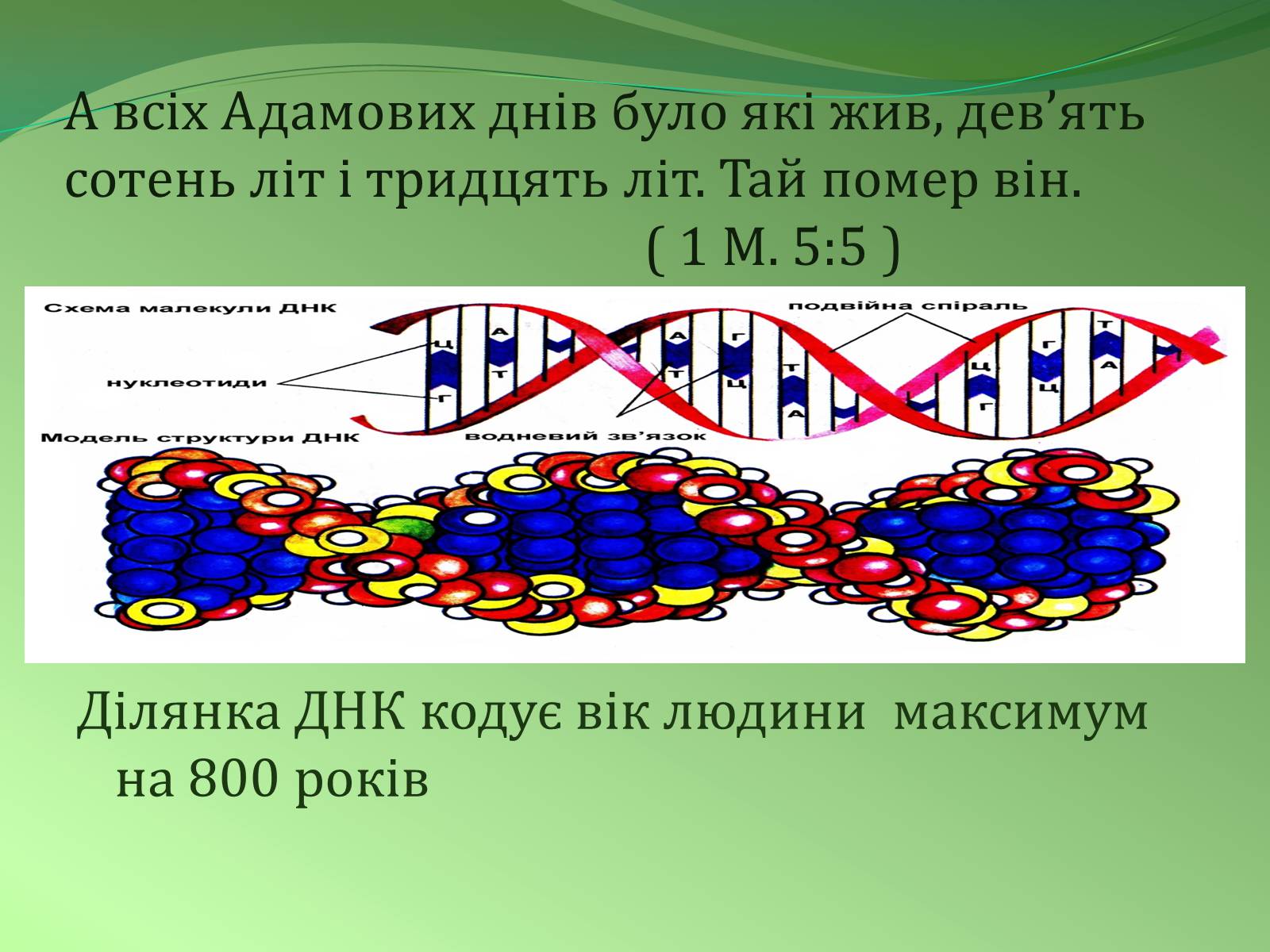 Презентація на тему «Етапи індивідуального розвитку організмів» - Слайд #20 Презентація на тему «Етапи індивідуального розвитку організмів» - Слайд #20