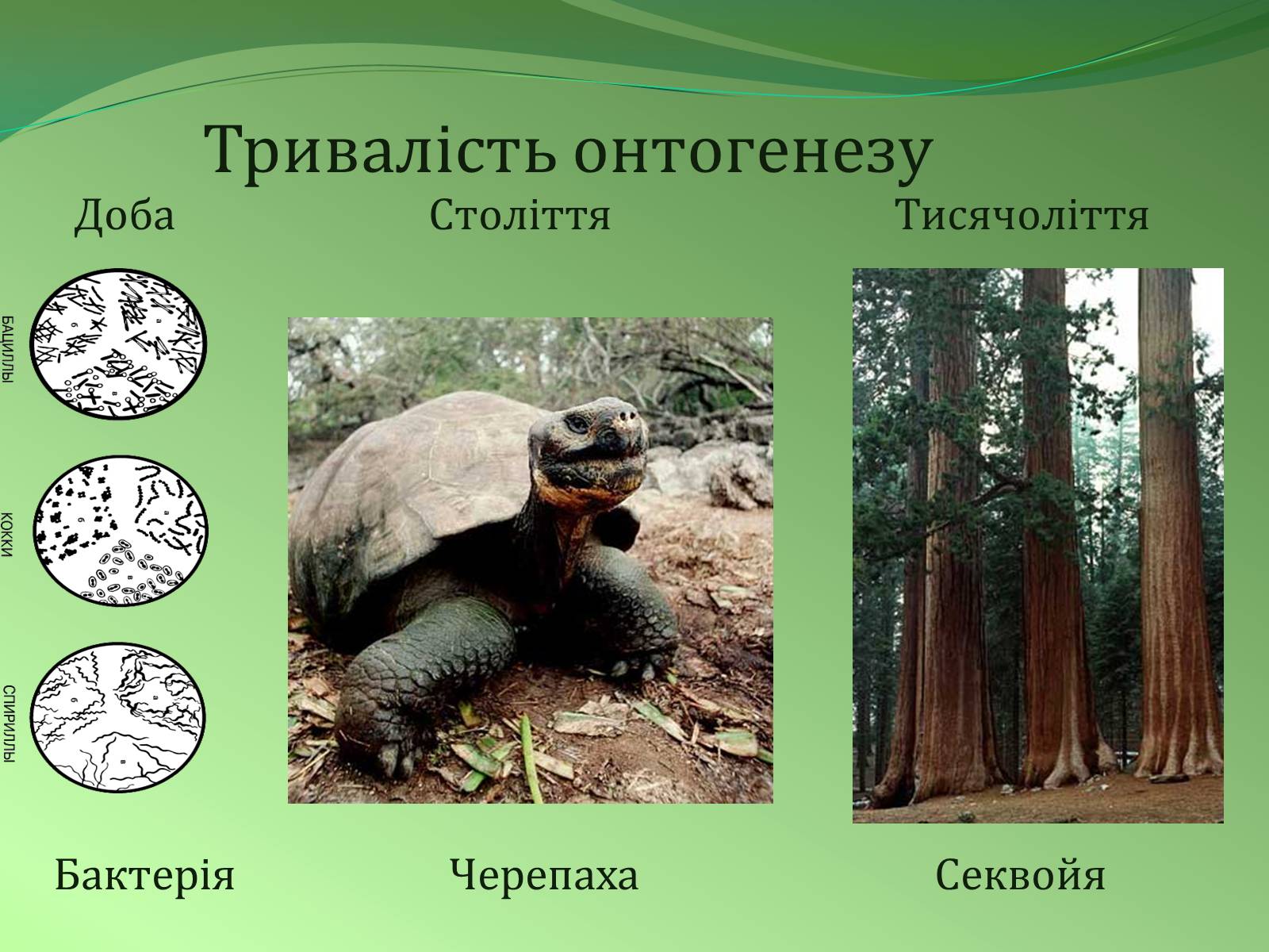 Презентація на тему «Етапи індивідуального розвитку організмів» - Слайд #5 Презентація на тему «Етапи індивідуального розвитку організмів» - Слайд #5