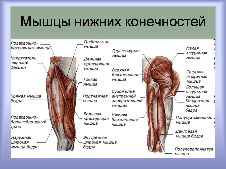 Презентація на тему «Мышцы. Строение мышечной ткани» - Слайд #10 Презентація на тему «Мышцы. Строение мышечной ткани» - Слайд #10