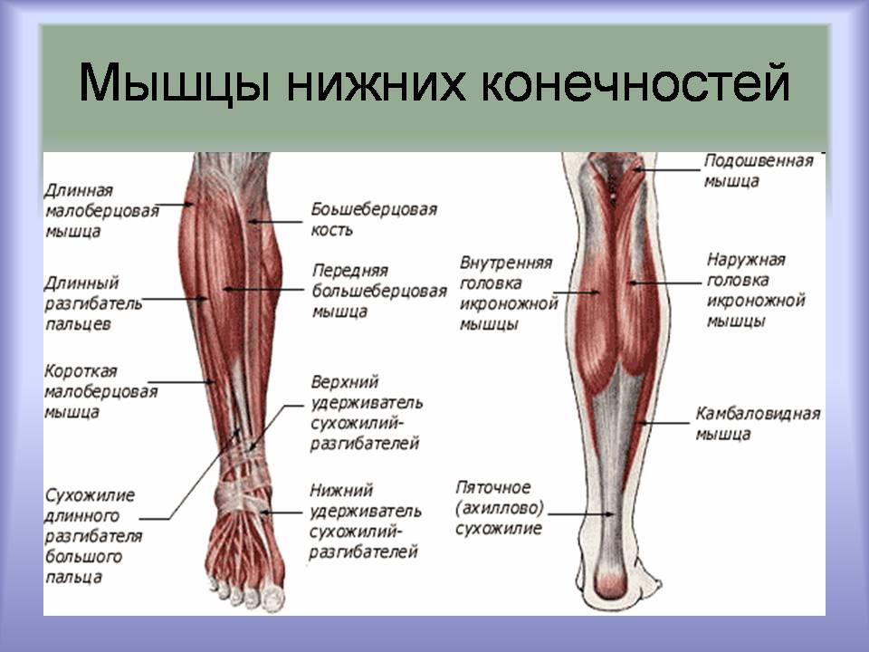 Презентація на тему «Мышцы. Строение мышечной ткани» - Слайд #11 Презентація на тему «Мышцы. Строение мышечной ткани» - Слайд #11