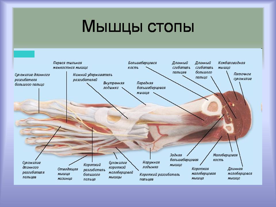 Презентація на тему «Мышцы. Строение мышечной ткани» - Слайд #12 Презентація на тему «Мышцы. Строение мышечной ткани» - Слайд #12