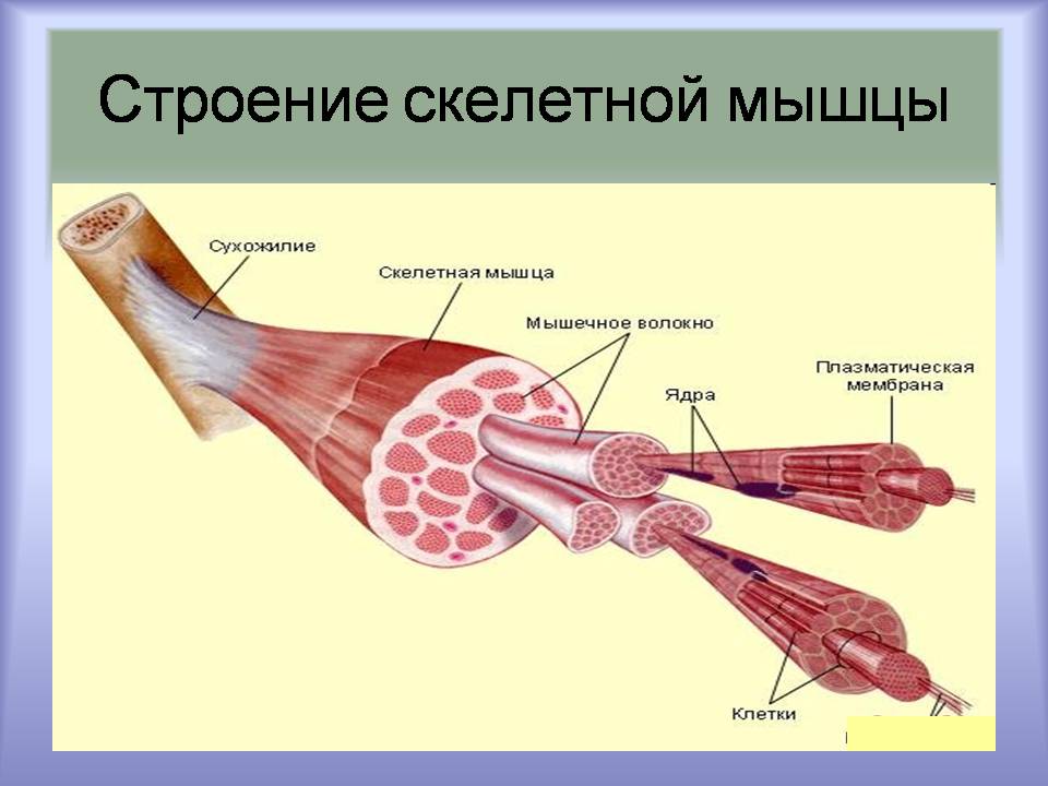 Презентація на тему «Мышцы. Строение мышечной ткани» - Слайд #14 Презентація на тему «Мышцы. Строение мышечной ткани» - Слайд #14