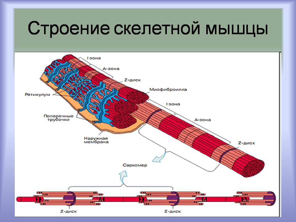 Презентація на тему «Мышцы. Строение мышечной ткани» - Слайд #15 Презентація на тему «Мышцы. Строение мышечной ткани» - Слайд #15