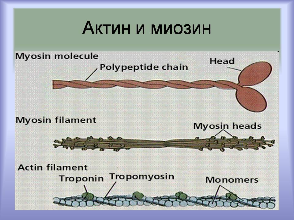Презентація на тему «Мышцы. Строение мышечной ткани» - Слайд #16 Презентація на тему «Мышцы. Строение мышечной ткани» - Слайд #16