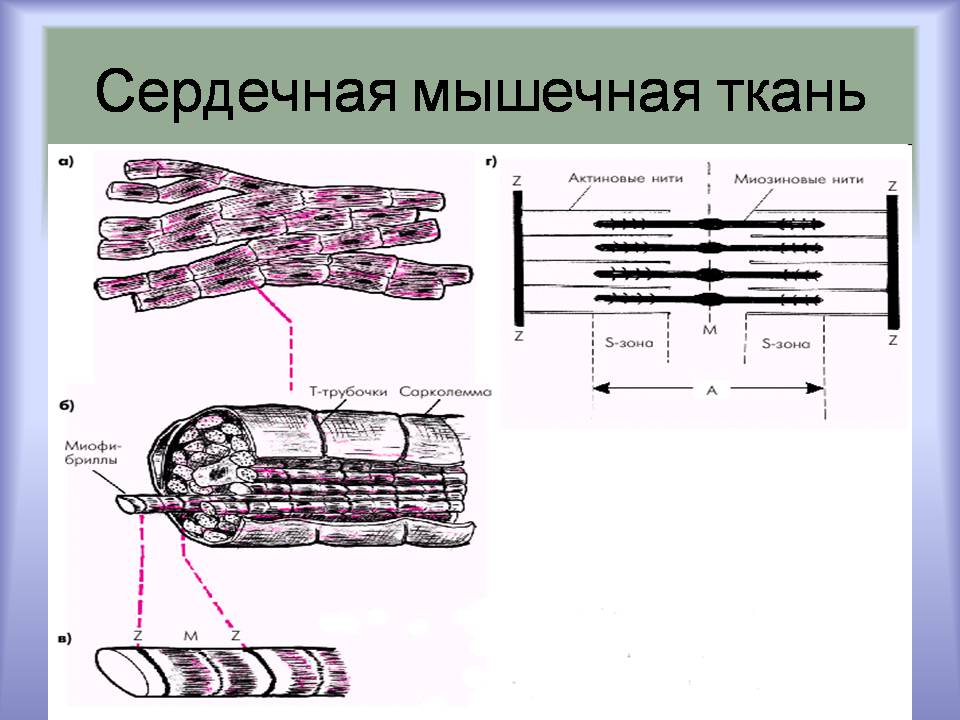 Презентація на тему «Мышцы. Строение мышечной ткани» - Слайд #18 Презентація на тему «Мышцы. Строение мышечной ткани» - Слайд #18
