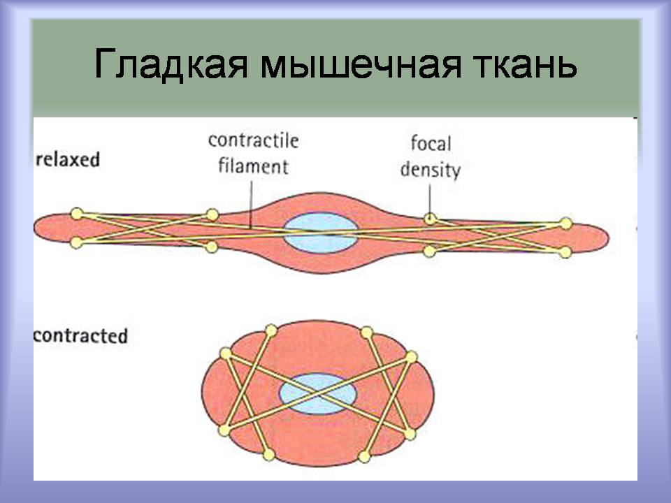 Презентація на тему «Мышцы. Строение мышечной ткани» - Слайд #19 Презентація на тему «Мышцы. Строение мышечной ткани» - Слайд #19