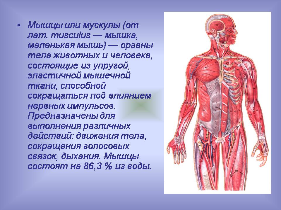 Презентація на тему «Мышцы. Строение мышечной ткани» - Слайд #2 Презентація на тему «Мышцы. Строение мышечной ткани» - Слайд #2