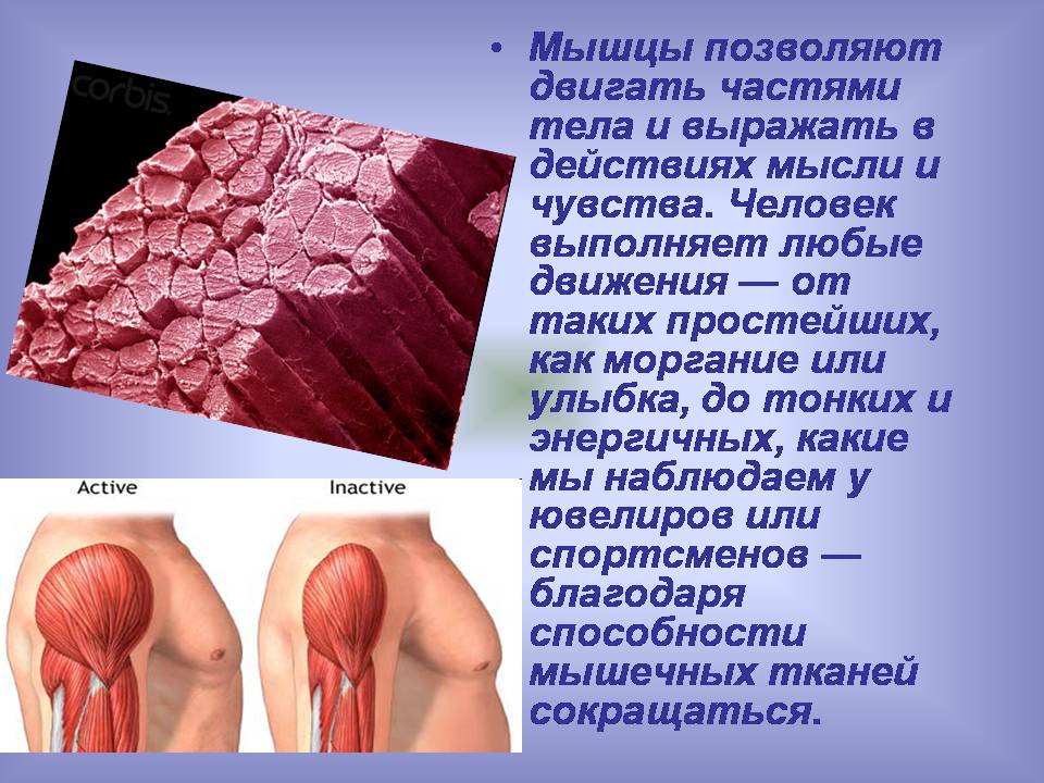 Презентація на тему «Мышцы. Строение мышечной ткани» - Слайд #3 Презентація на тему «Мышцы. Строение мышечной ткани» - Слайд #3