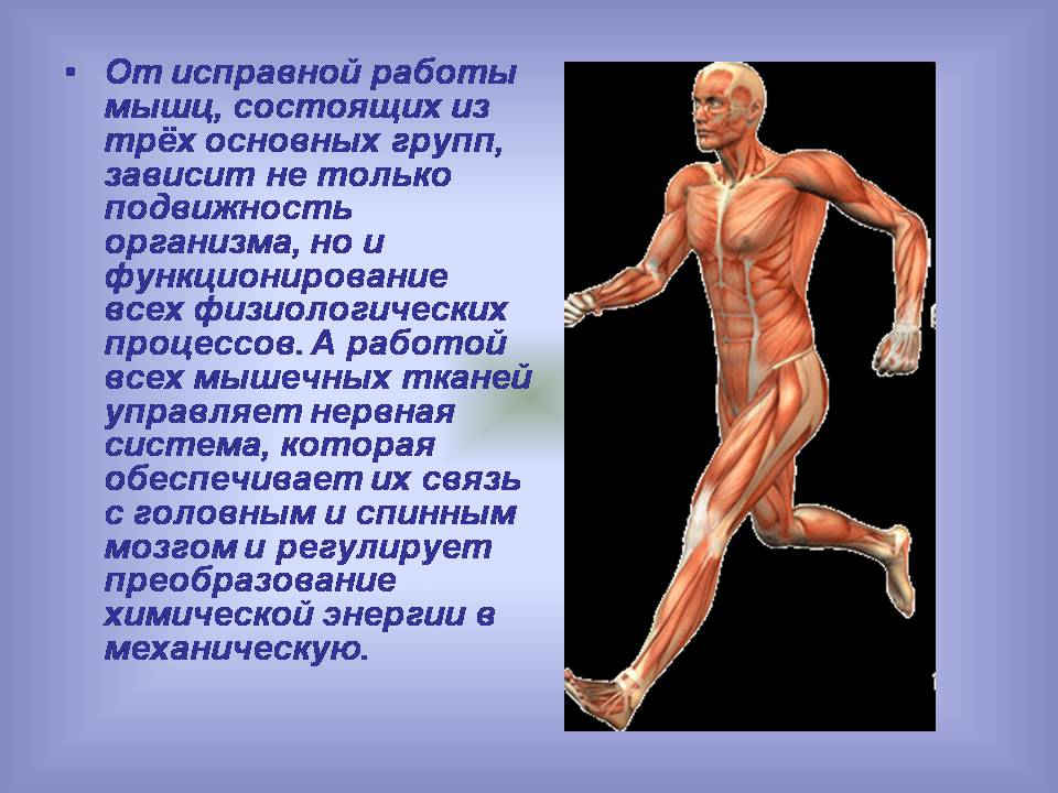 Презентація на тему «Мышцы. Строение мышечной ткани» - Слайд #4 Презентація на тему «Мышцы. Строение мышечной ткани» - Слайд #4