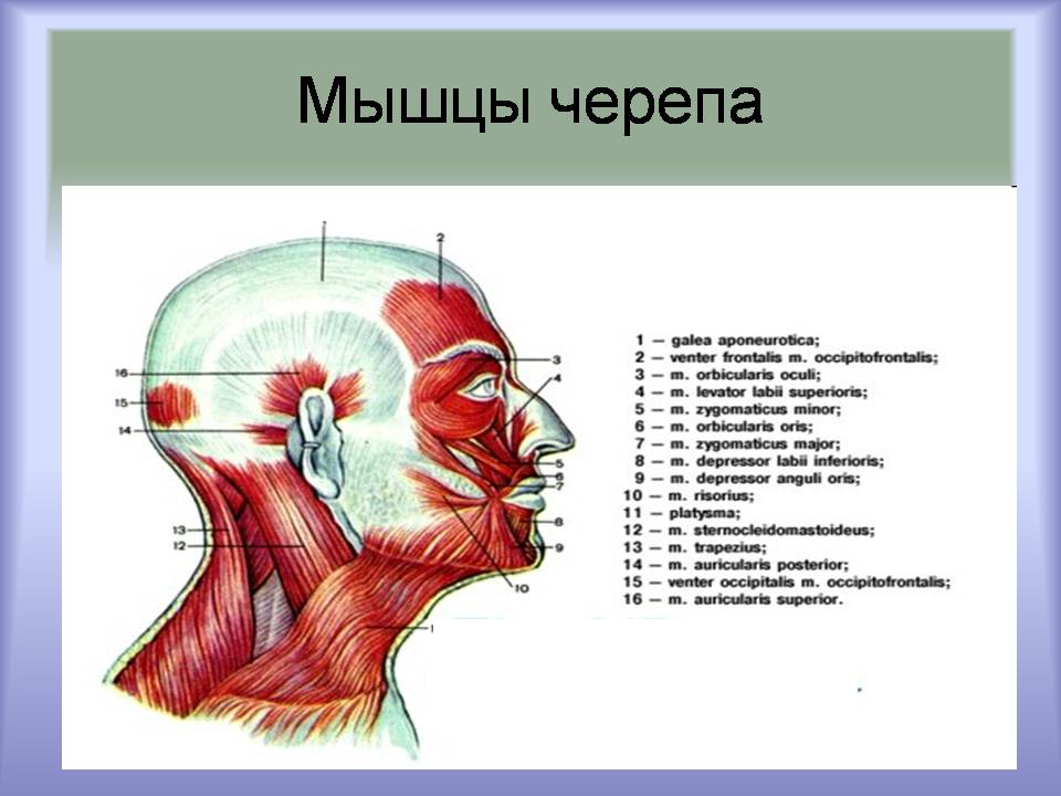 Презентація на тему «Мышцы. Строение мышечной ткани» - Слайд #6 Презентація на тему «Мышцы. Строение мышечной ткани» - Слайд #6
