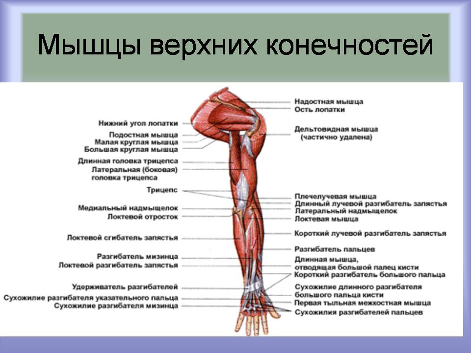 Презентація на тему «Мышцы. Строение мышечной ткани» - Слайд #7 Презентація на тему «Мышцы. Строение мышечной ткани» - Слайд #7