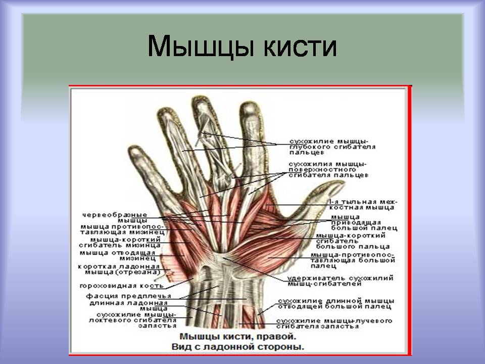 Презентація на тему «Мышцы. Строение мышечной ткани» - Слайд #8 Презентація на тему «Мышцы. Строение мышечной ткани» - Слайд #8