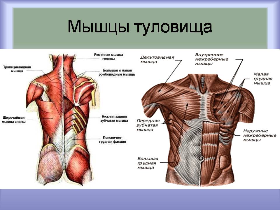 Презентація на тему «Мышцы. Строение мышечной ткани» - Слайд #9 Презентація на тему «Мышцы. Строение мышечной ткани» - Слайд #9