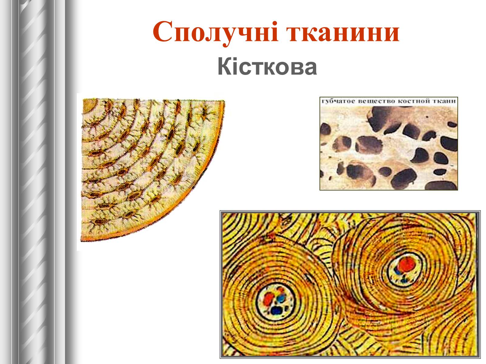 Презентація на тему «Тканини тварин» (варіант 1) - Слайд #13 Презентація на тему «Тканини тварин» (варіант 1) - Слайд #13