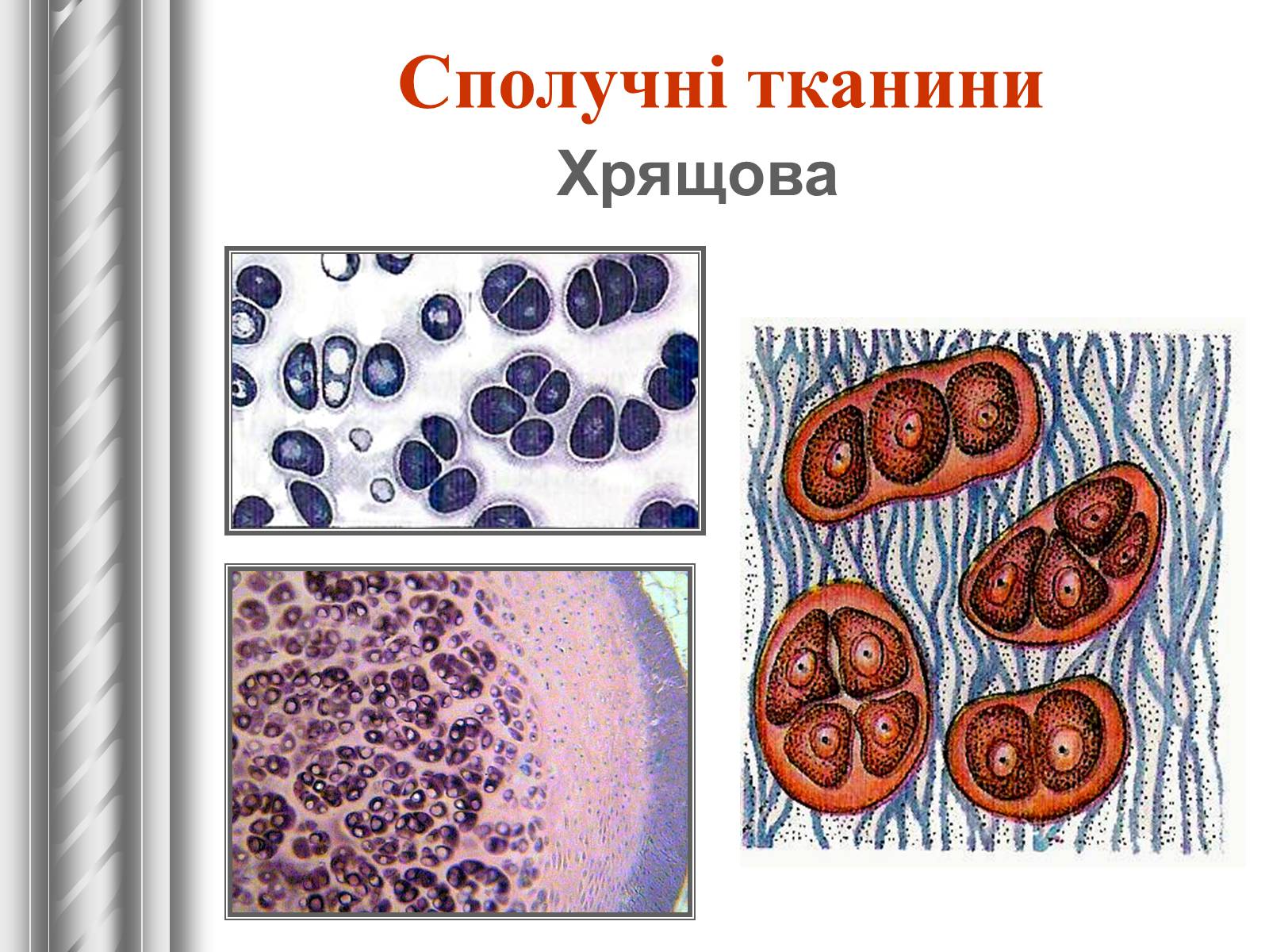 Презентація на тему «Тканини тварин» (варіант 1) - Слайд #15 Презентація на тему «Тканини тварин» (варіант 1) - Слайд #15