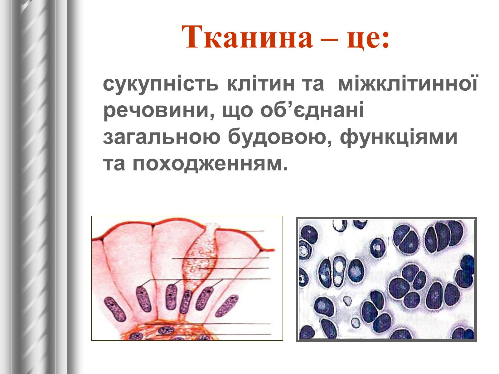 Презентація на тему «Тканини тварин» (варіант 1) - Слайд #2 Презентація на тему «Тканини тварин» (варіант 1) - Слайд #2