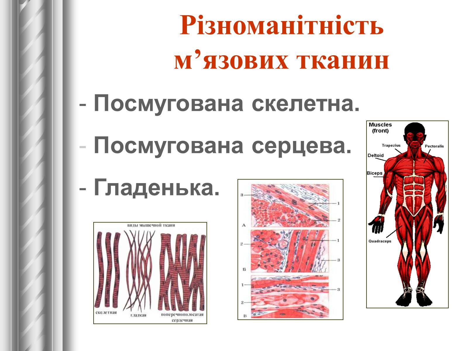 Презентація на тему «Тканини тварин» (варіант 1) - Слайд #20 Презентація на тему «Тканини тварин» (варіант 1) - Слайд #20