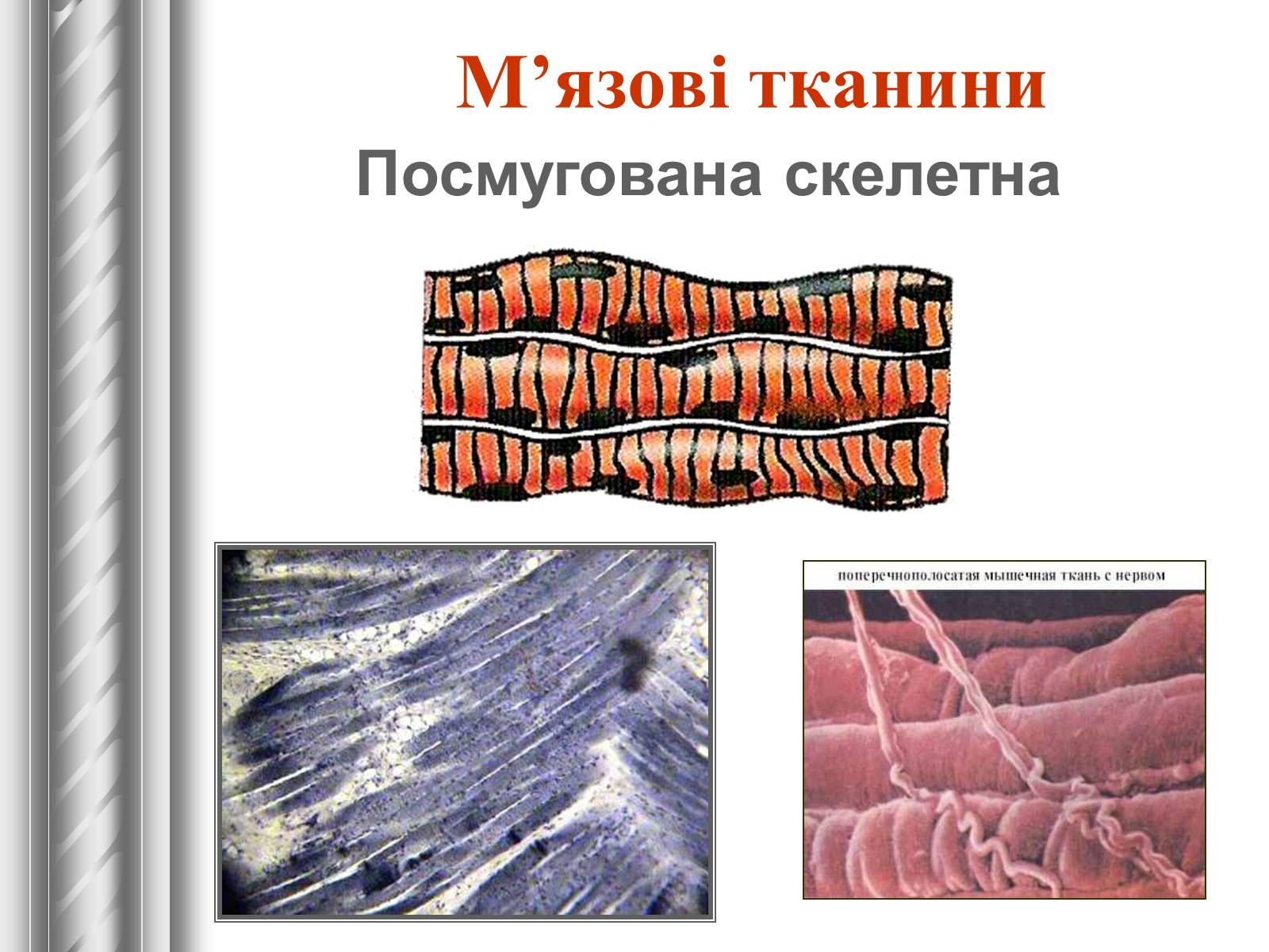 Презентація на тему «Тканини тварин» (варіант 1) - Слайд #21 Презентація на тему «Тканини тварин» (варіант 1) - Слайд #21