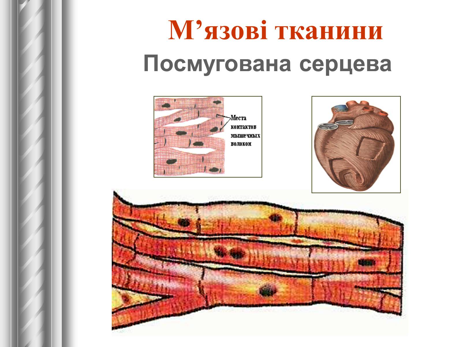 Презентація на тему «Тканини тварин» (варіант 1) - Слайд #22 Презентація на тему «Тканини тварин» (варіант 1) - Слайд #22
