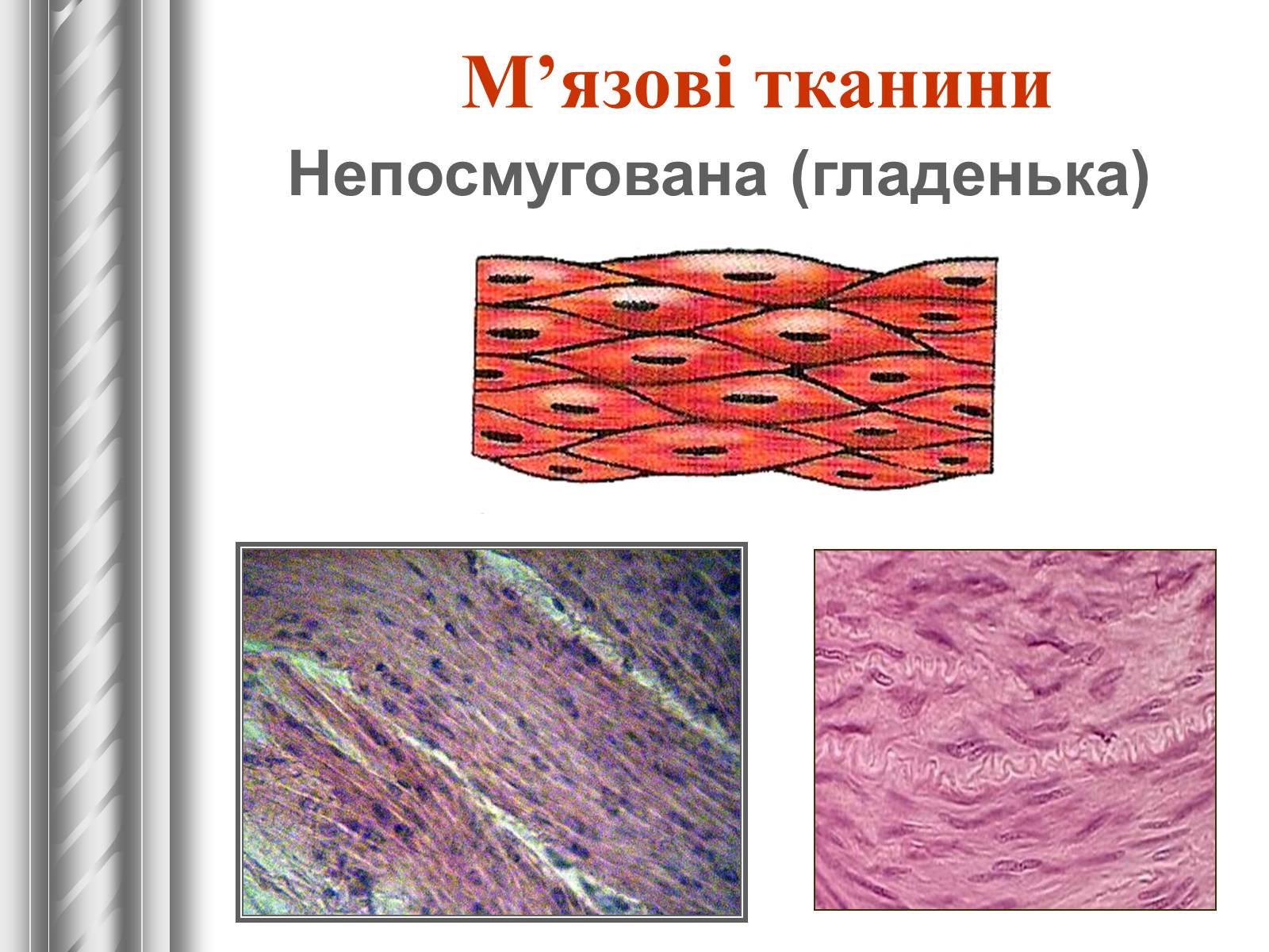 Презентація на тему «Тканини тварин» (варіант 1) - Слайд #23 Презентація на тему «Тканини тварин» (варіант 1) - Слайд #23