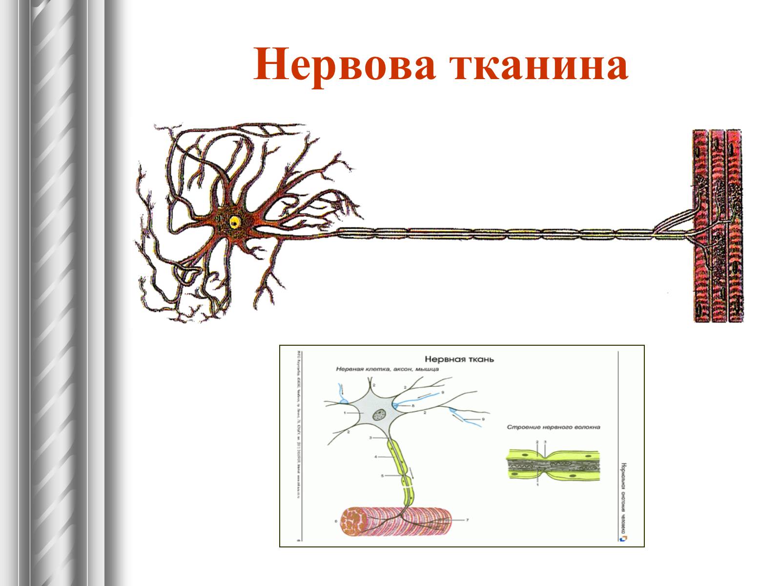 Презентація на тему «Тканини тварин» (варіант 1) - Слайд #25 Презентація на тему «Тканини тварин» (варіант 1) - Слайд #25