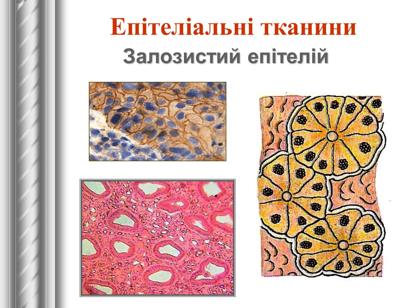 Презентація на тему «Тканини тварин» (варіант 1) - Слайд #8 Презентація на тему «Тканини тварин» (варіант 1) - Слайд #8