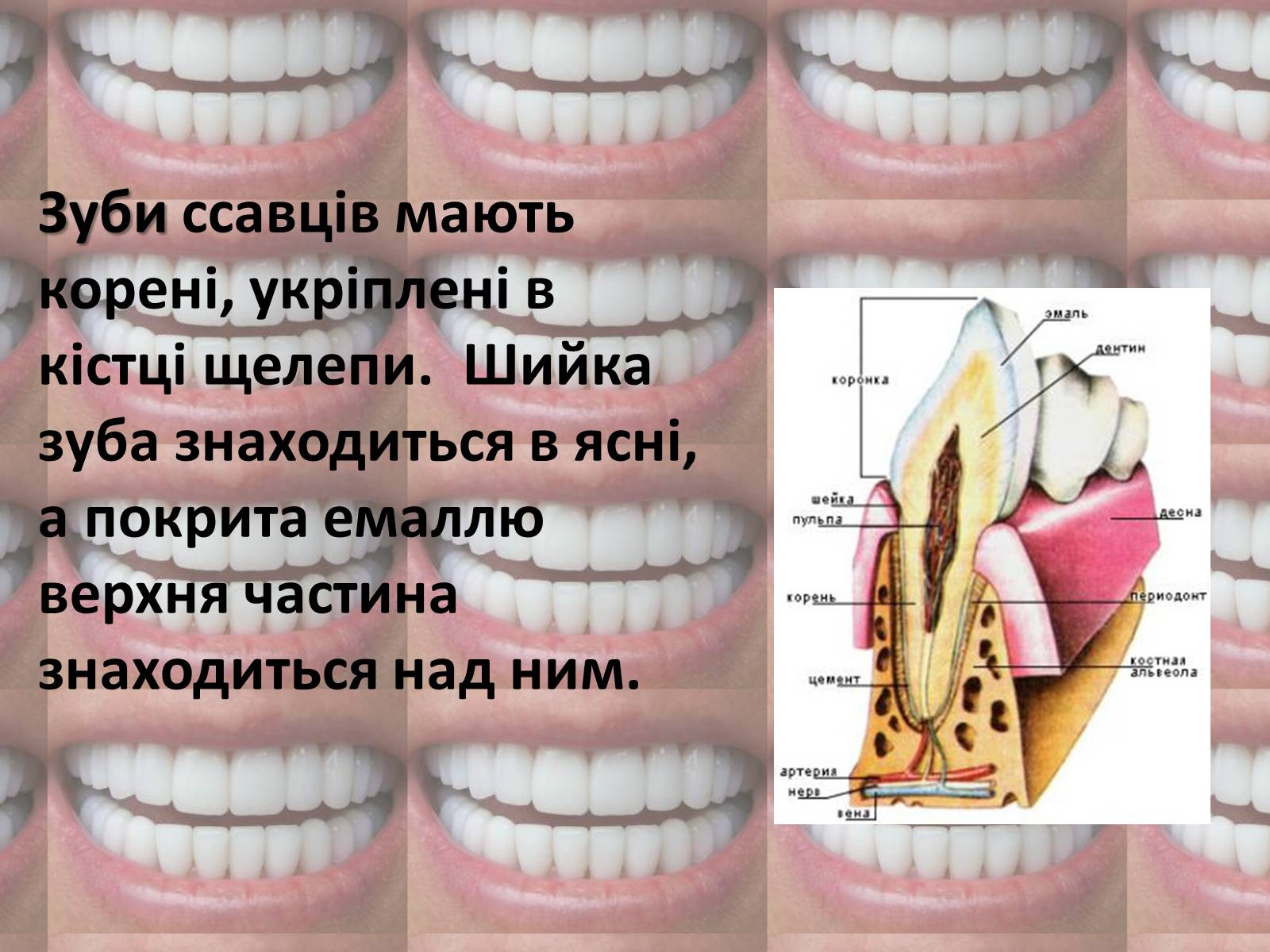 Презентація на тему «Зуби» (варіант 2) - Слайд #4 Презентація на тему «Зуби» (варіант 2) - Слайд #4