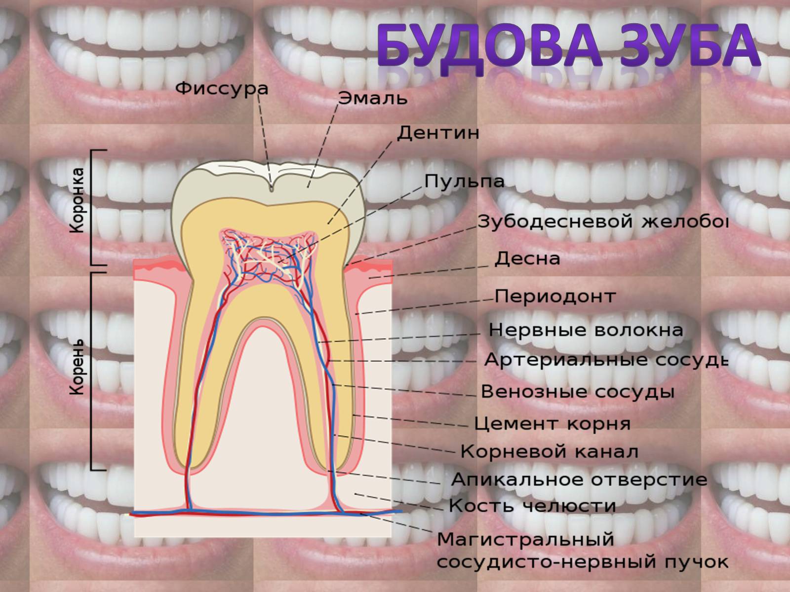 Презентація на тему «Зуби» (варіант 2) - Слайд #5 Презентація на тему «Зуби» (варіант 2) - Слайд #5