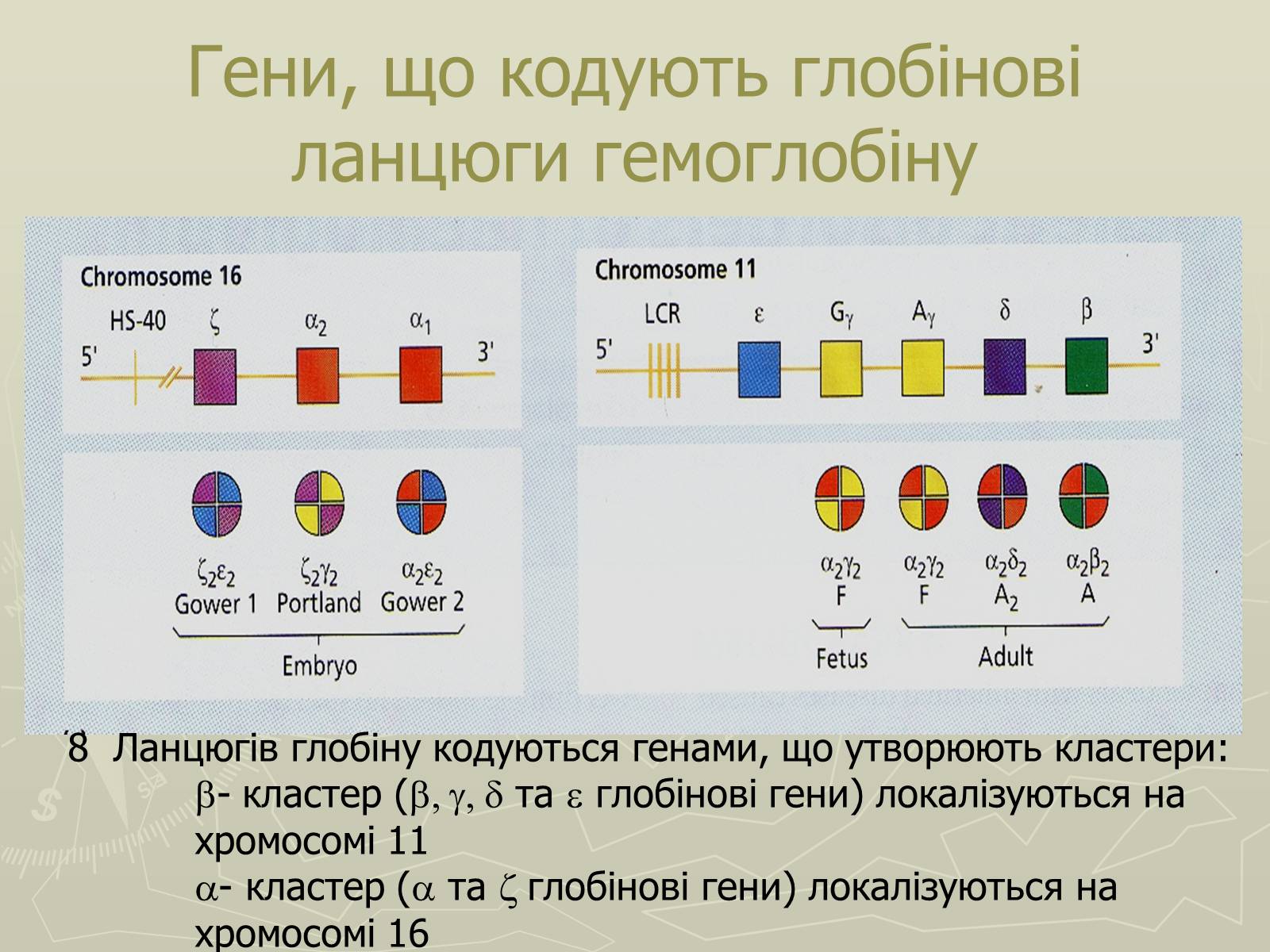 Презентація на тему «Біохімія крові» - Слайд #11 Презентація на тему «Біохімія крові» - Слайд #11