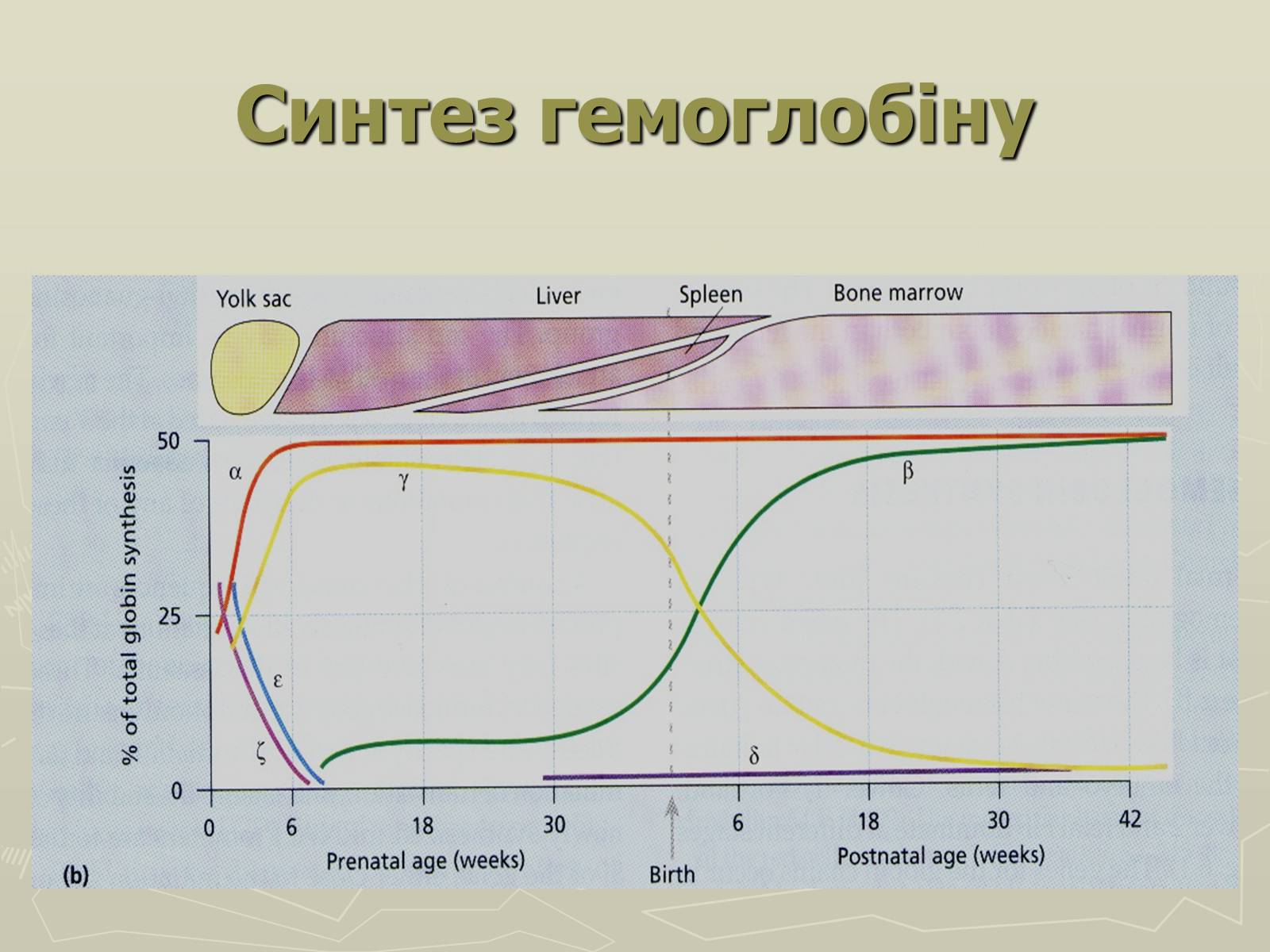 Презентація на тему «Біохімія крові» - Слайд #13 Презентація на тему «Біохімія крові» - Слайд #13