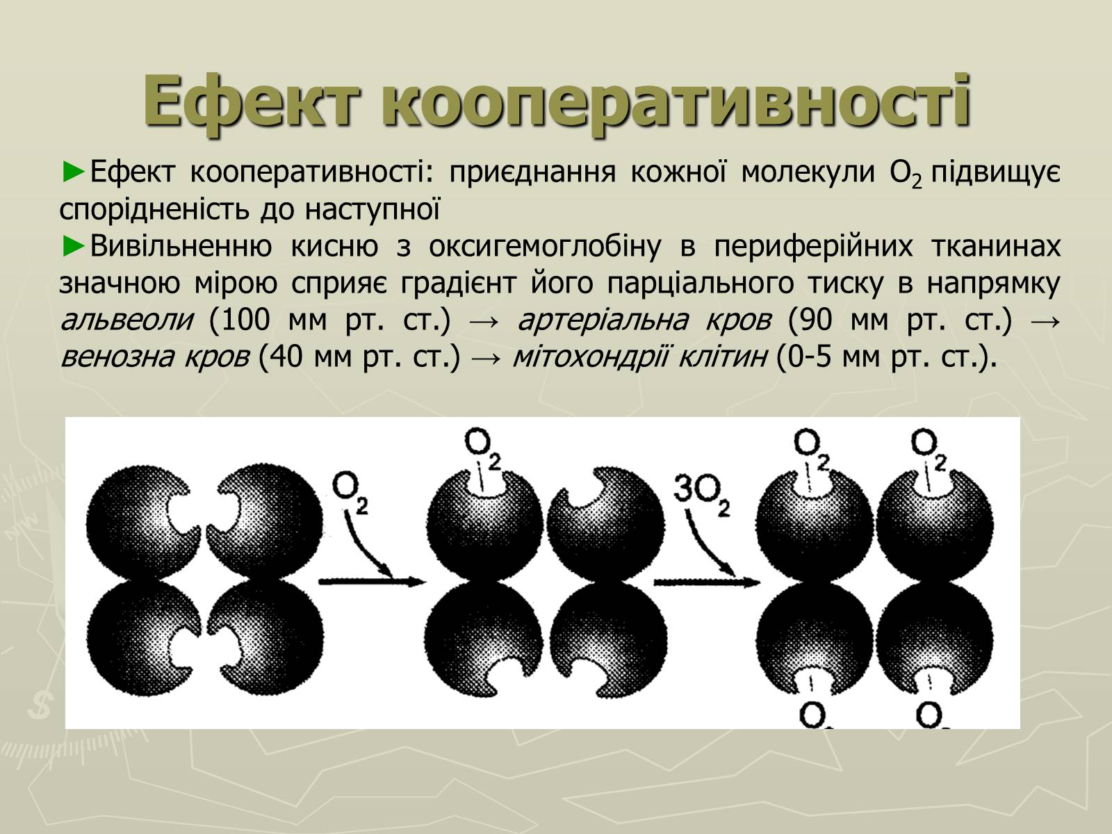Презентація на тему «Біохімія крові» - Слайд #25 Презентація на тему «Біохімія крові» - Слайд #25