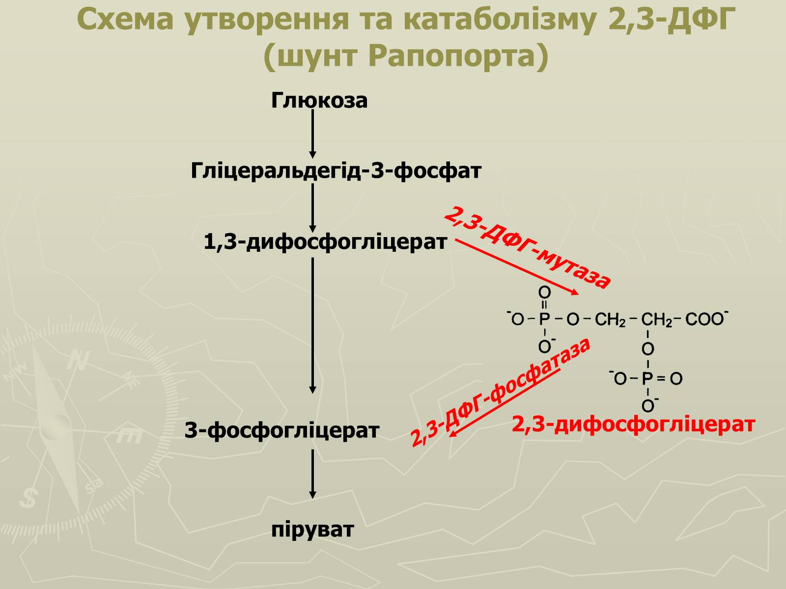 Презентація на тему «Біохімія крові» - Слайд #30 Презентація на тему «Біохімія крові» - Слайд #30