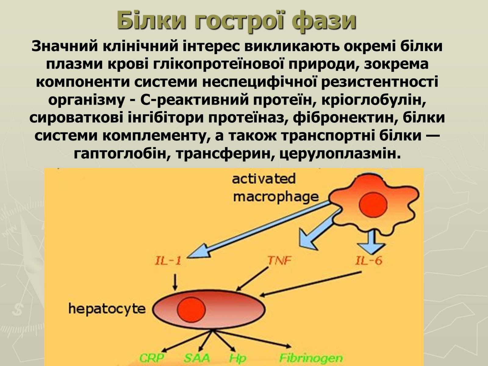 Презентація на тему «Біохімія крові» - Слайд #69 Презентація на тему «Біохімія крові» - Слайд #69