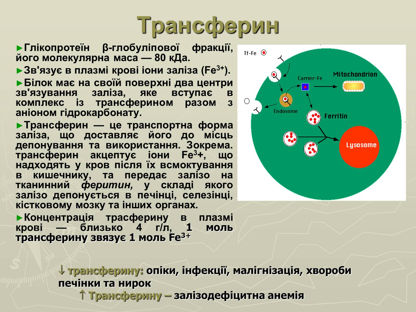 Презентація на тему «Біохімія крові» - Слайд #74 Презентація на тему «Біохімія крові» - Слайд #74