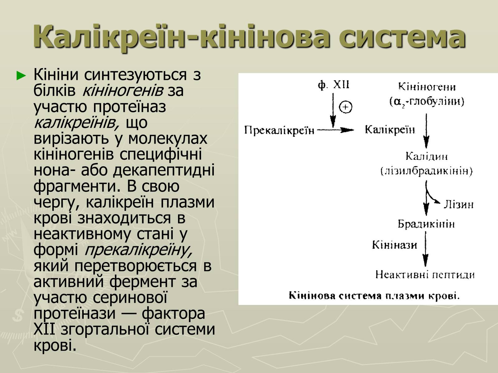 Презентація на тему «Біохімія крові» - Слайд #82 Презентація на тему «Біохімія крові» - Слайд #82