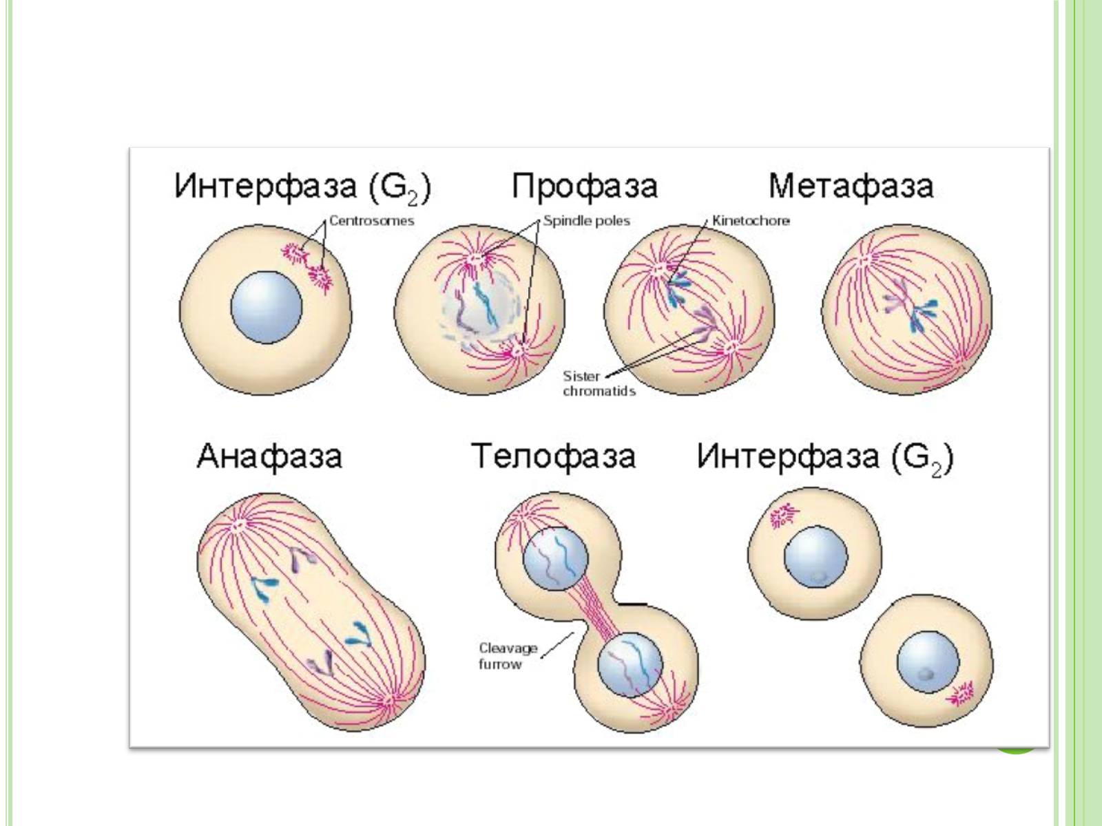 Презентація на тему «Мейоз» (варіант 3) - Слайд #14 Презентація на тему «Мейоз» (варіант 3) - Слайд #14