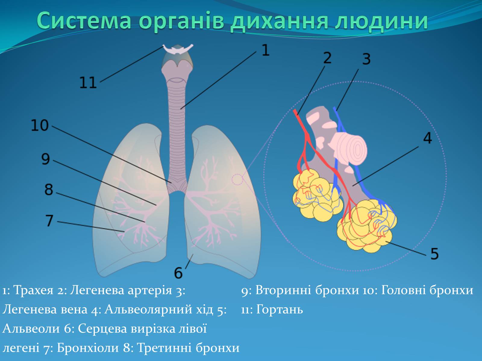 Презентація на тему «Дихальна система» (варіант 2) - Слайд #5 Презентація на тему «Дихальна система» (варіант 2) - Слайд #5