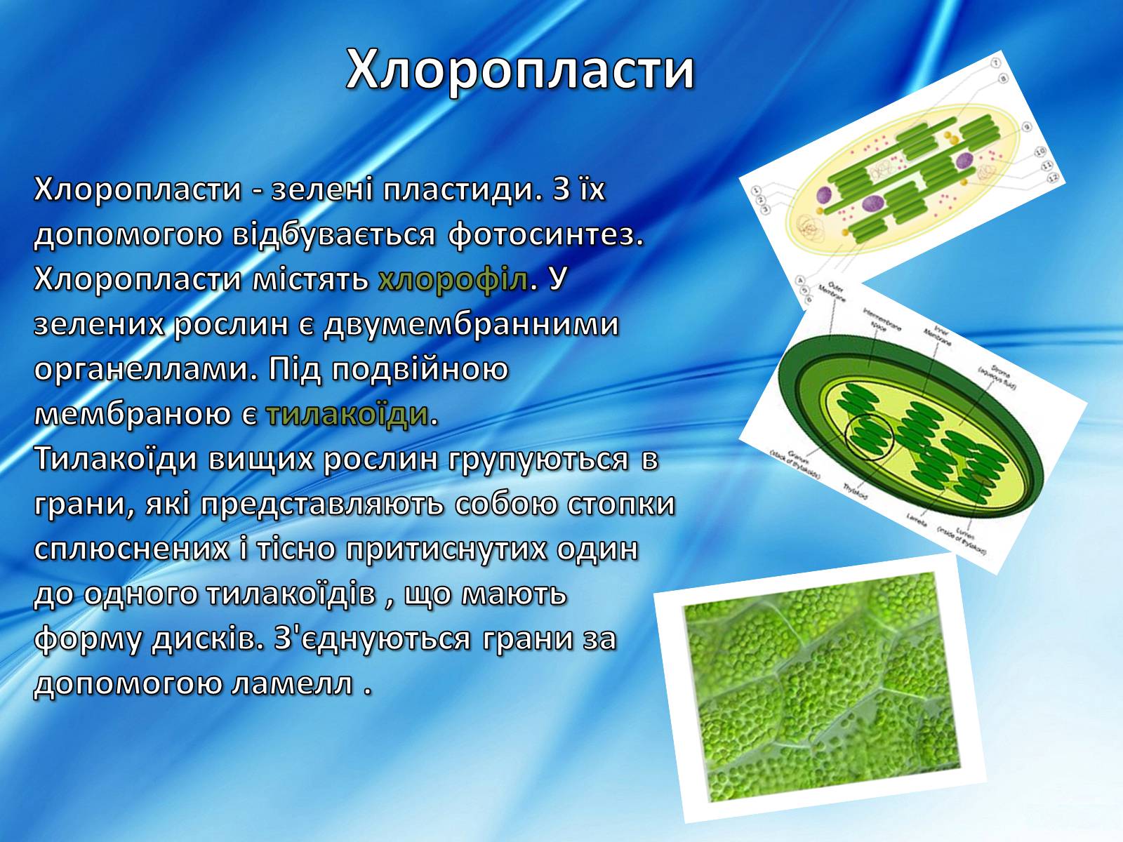 Презентація на тему «Клітини» (варіант 2) - Слайд #12 Презентація на тему «Клітини» (варіант 2) - Слайд #12