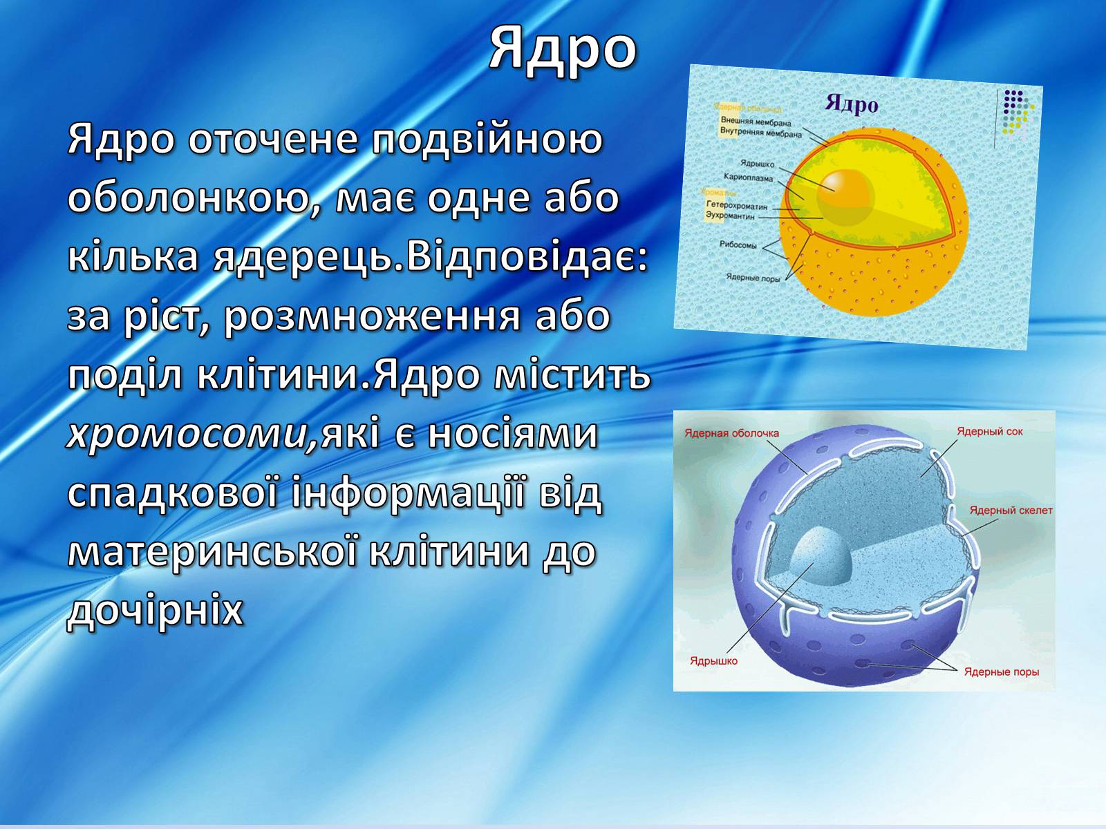 Презентація на тему «Клітини» (варіант 2) - Слайд #14 Презентація на тему «Клітини» (варіант 2) - Слайд #14