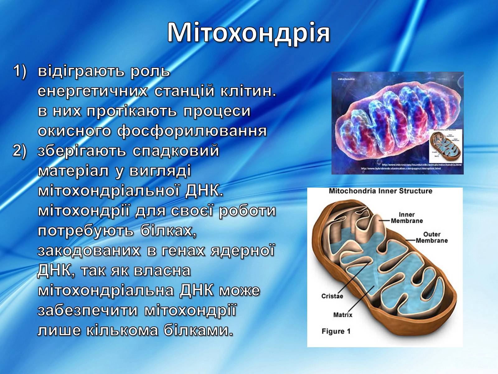 Презентація на тему «Клітини» (варіант 2) - Слайд #16 Презентація на тему «Клітини» (варіант 2) - Слайд #16