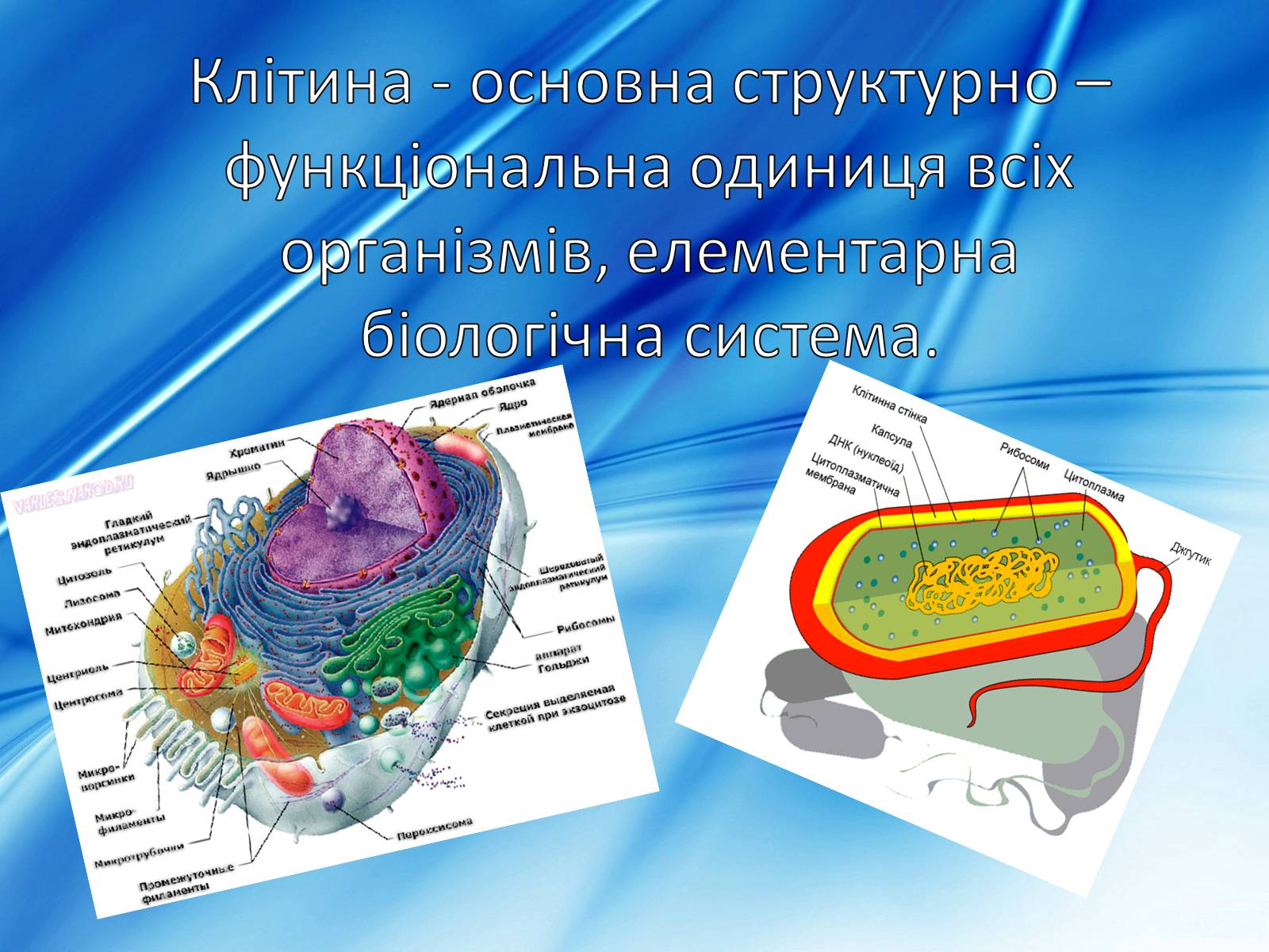 Презентація на тему «Клітини» (варіант 2) - Слайд #2 Презентація на тему «Клітини» (варіант 2) - Слайд #2
