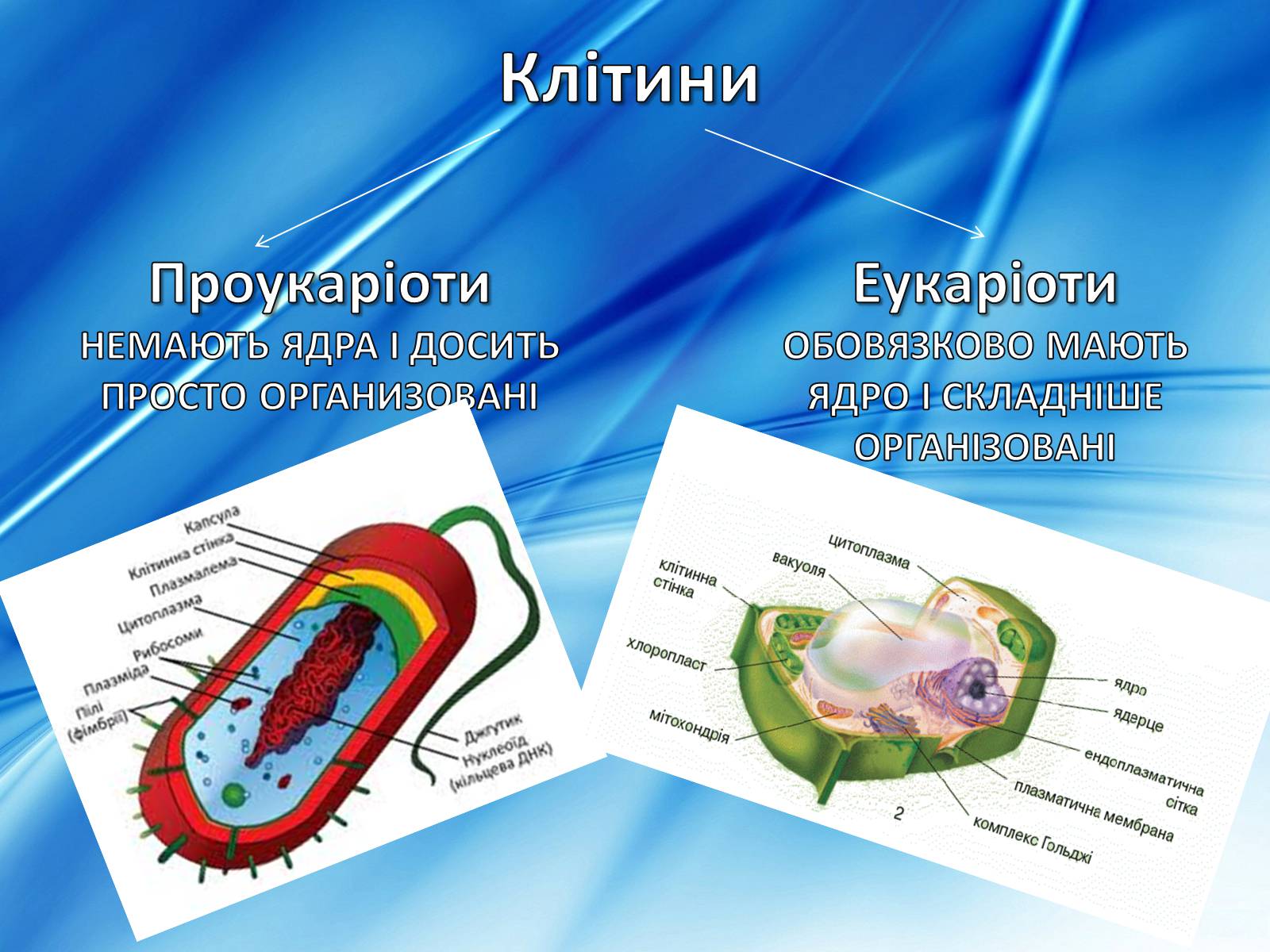 Презентація на тему «Клітини» (варіант 2) - Слайд #4 Презентація на тему «Клітини» (варіант 2) - Слайд #4