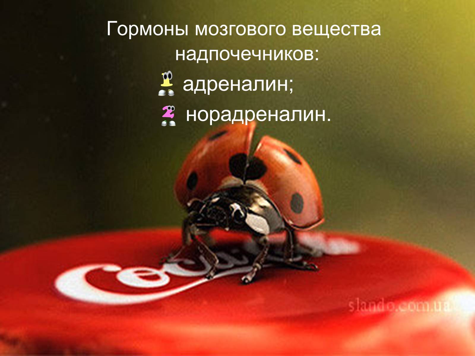 Презентація на тему «Надпочечники» - Слайд #10 Презентація на тему «Надпочечники» - Слайд #10