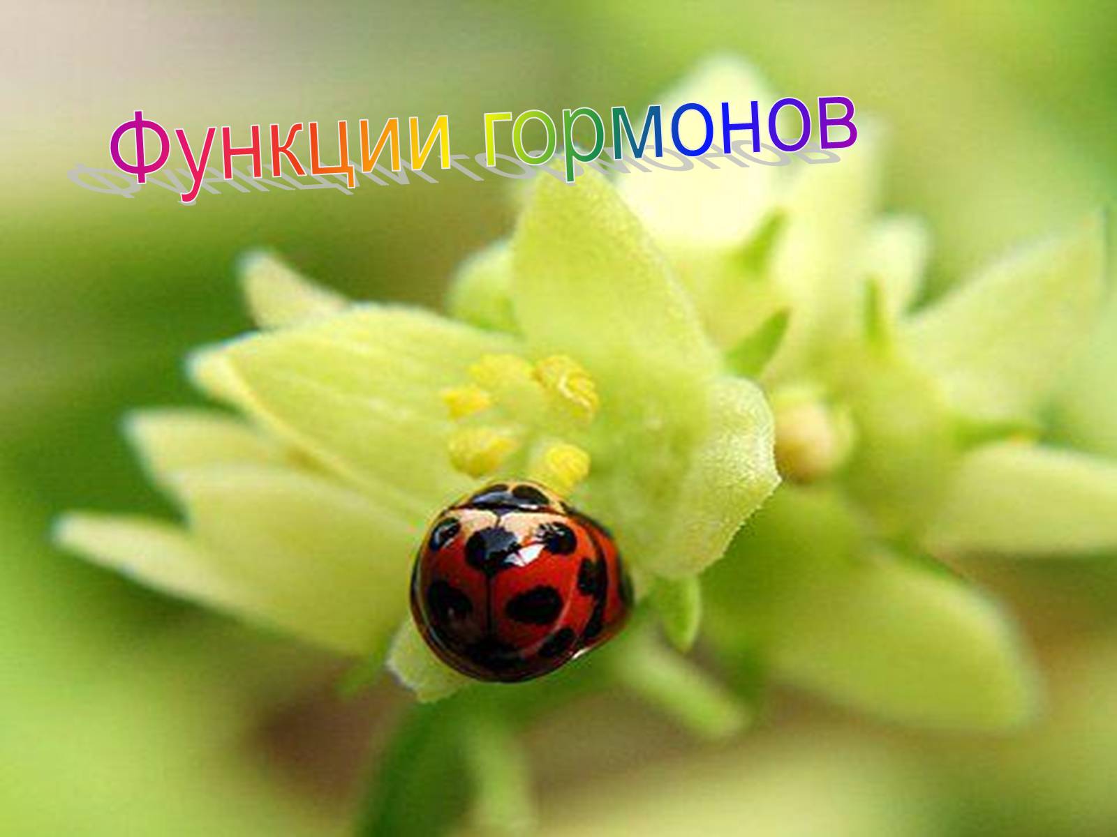 Презентація на тему «Надпочечники» - Слайд #12 Презентація на тему «Надпочечники» - Слайд #12