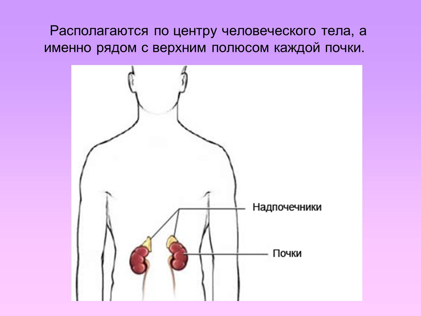 Презентація на тему «Надпочечники» - Слайд #3 Презентація на тему «Надпочечники» - Слайд #3