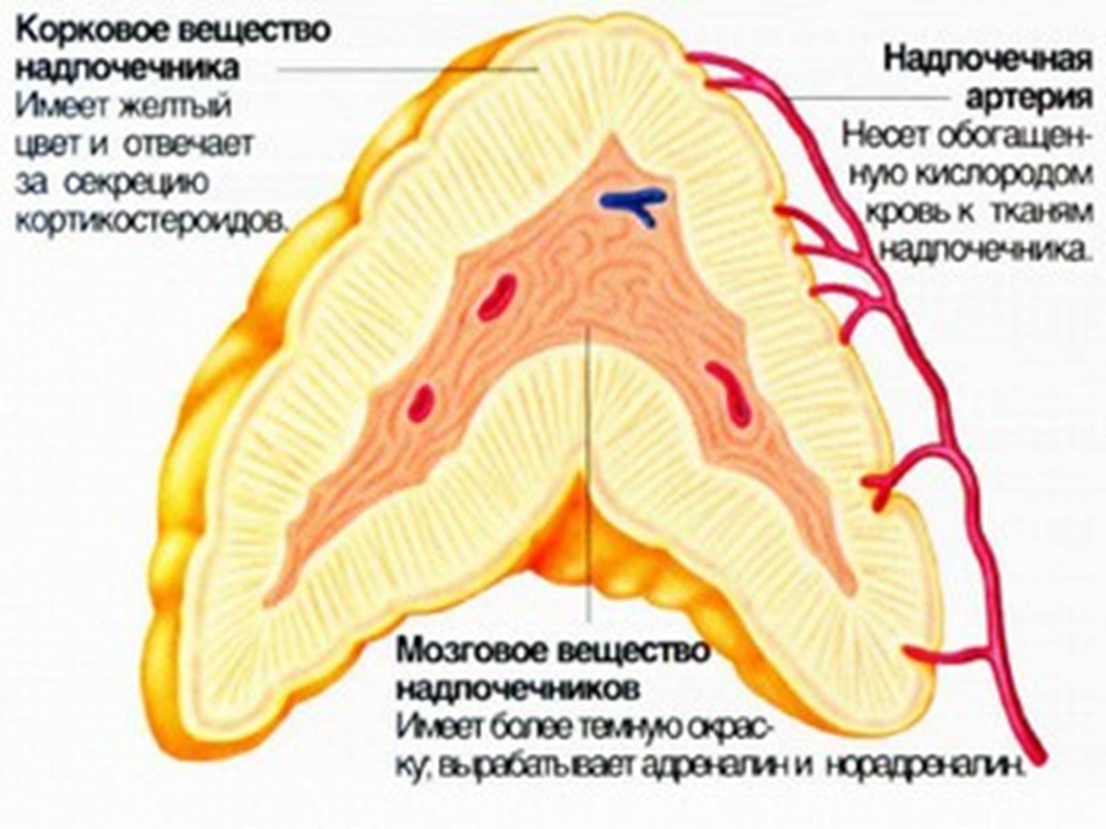 Презентація на тему «Надпочечники» - Слайд #5 Презентація на тему «Надпочечники» - Слайд #5