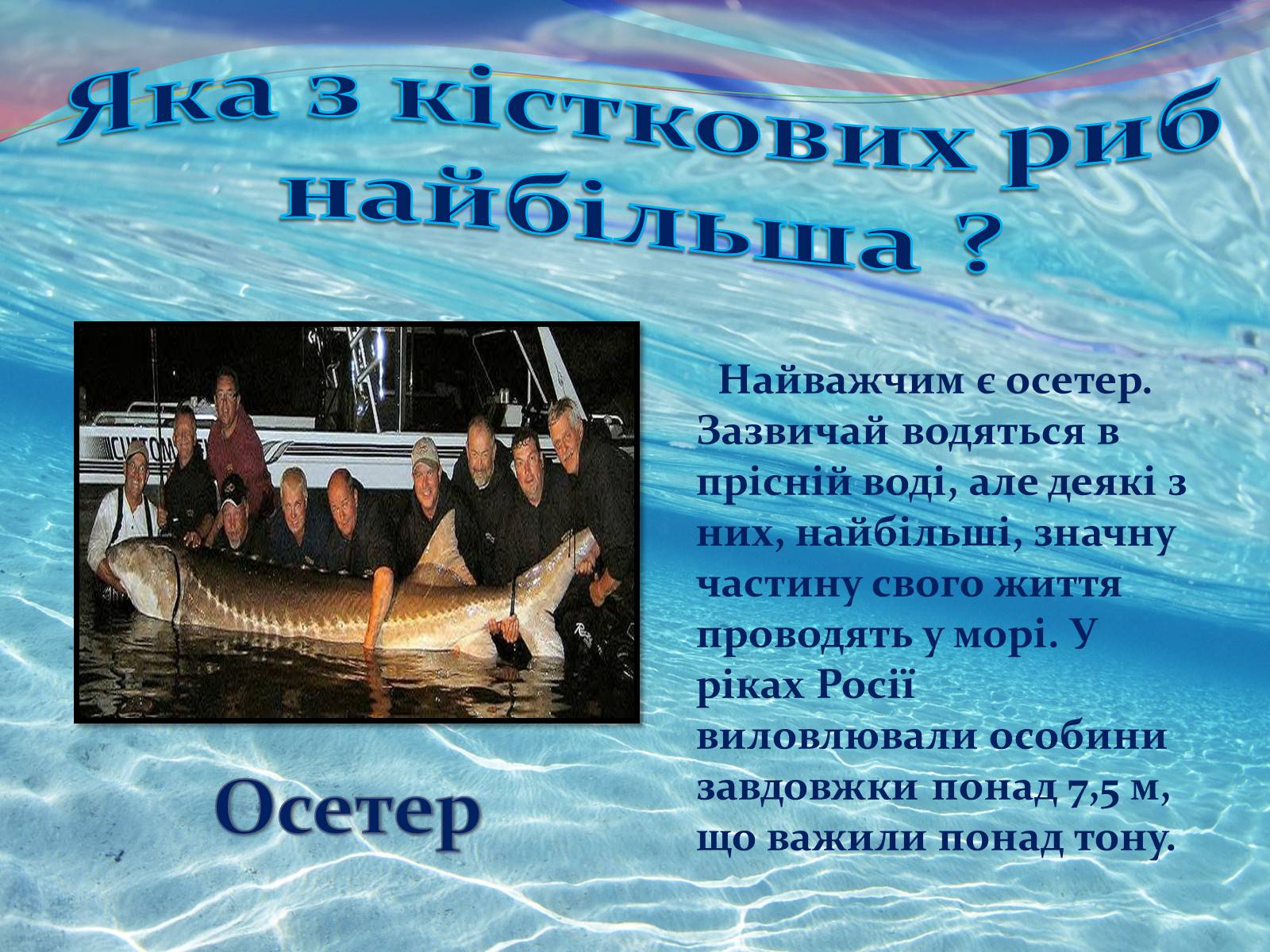 Презентація на тему «Цікаво про риб» - Слайд #11 Презентація на тему «Цікаво про риб» - Слайд #11