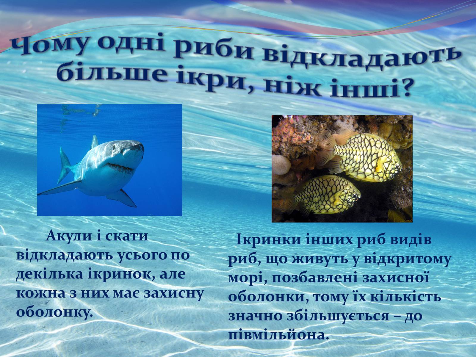 Презентація на тему «Цікаво про риб» - Слайд #4 Презентація на тему «Цікаво про риб» - Слайд #4