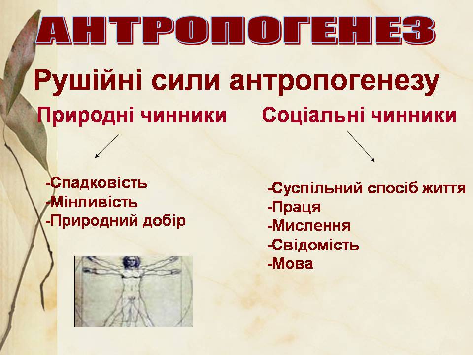 Презентація на тему «Антропогенез» (варіант 3) - Слайд #10 Презентація на тему «Антропогенез» (варіант 3) - Слайд #10